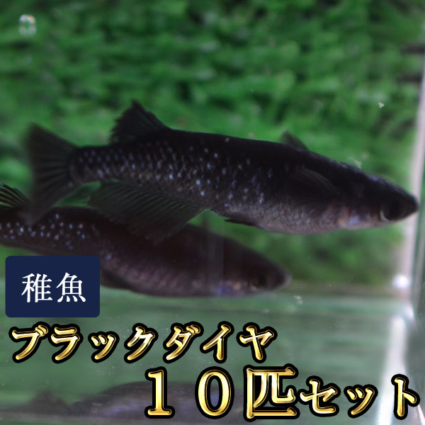 楽天市場 ブラックダイヤ オロチラメめだか 未選別 稚魚 Ss Sサイズ 10匹セット オロチラメメダカ めだか物語楽天市場店