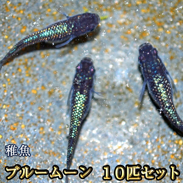 楽天市場】ミッドナイトフリルめだか ラメタイプ 未選別 稚魚 SS〜S 