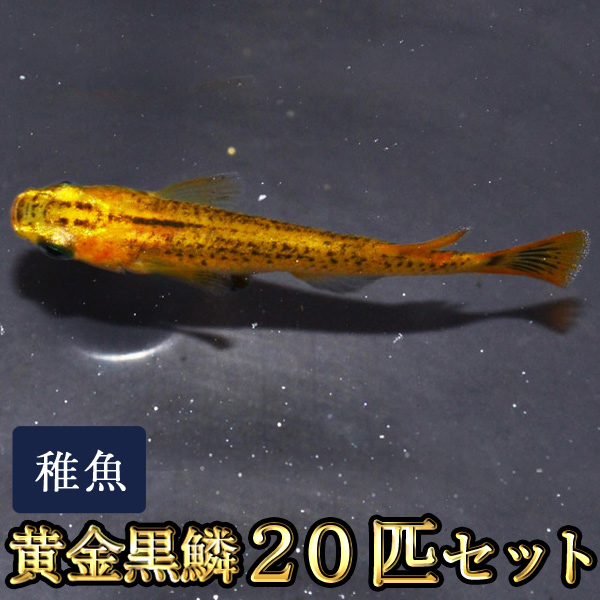 最新最全の めだか 青メダカ ２００匹 沖縄別途送料 熱帯魚 アクアリウム