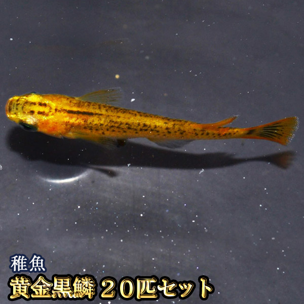 楽天市場 黄金黒鱗めだか 稚魚 Ss Sサイズ 匹セット 黄金黒鱗メダカ めだか物語楽天市場店