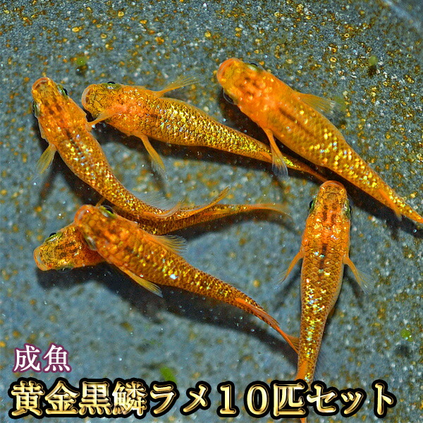 ☆　黒ラメ　若魚　10匹　　R３　☆　 現物NEW黒龍リアルロングフィン 若魚 3匹 オス2メス1 1049