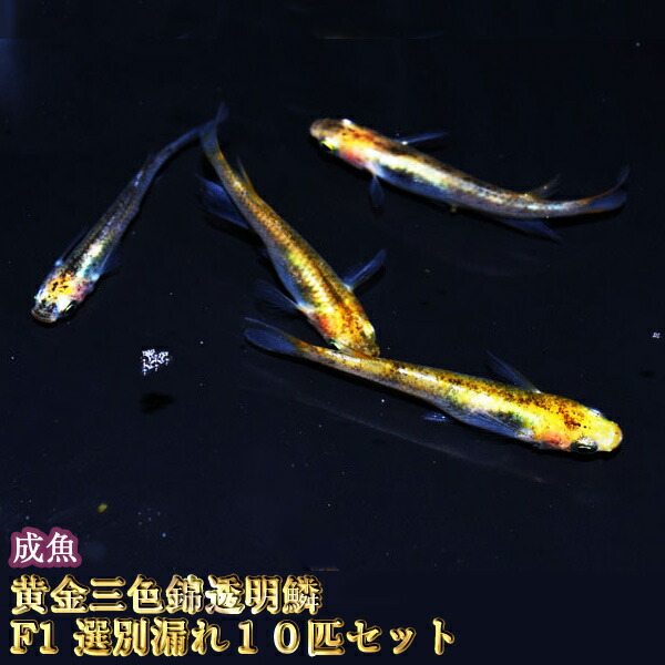 楽天市場】【在庫整理セール】マリンブルーめだか 稚魚 SS〜Sサイズ 10匹セット / マリンブルーメダカ / 深海 : めだか物語楽天市場店