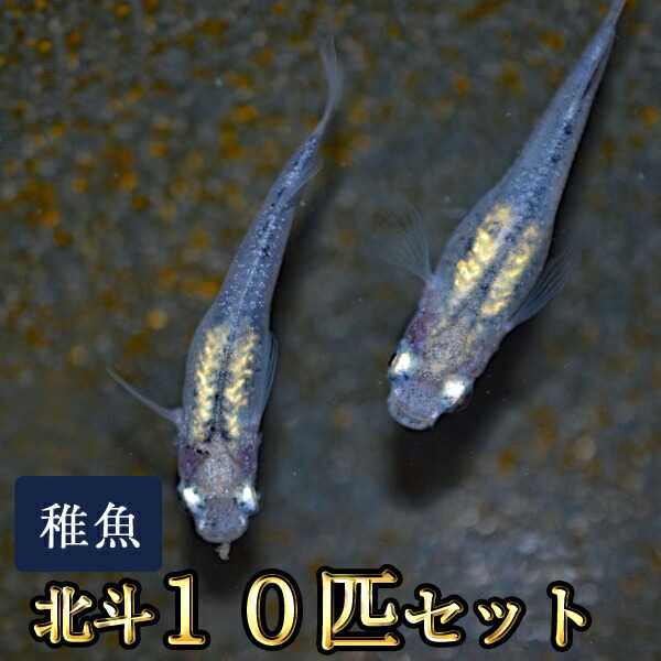 正規激安 北斗メダカ 匹 ほくとめだか 変わりメダカ 2点以上7000円以上ご購入で送料無料 日本全国送料無料 Apotekroxy Com