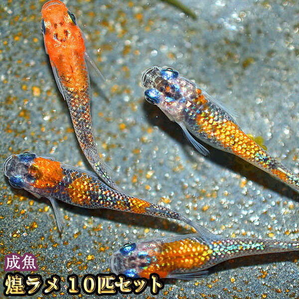 ☆　オーロララメ風雅　　10匹　☆　G3 オーロラホワイトラメめだか 10匹セット ⁄ オーロラホワイト