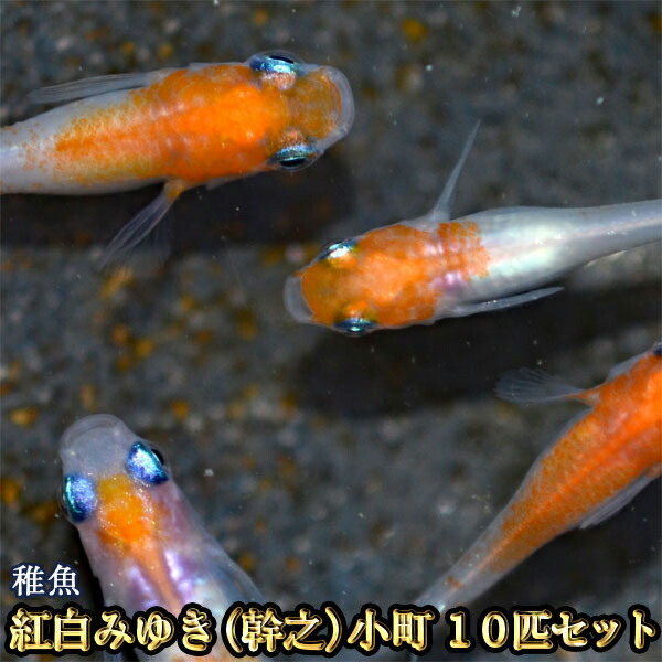 紅白みゆき（幹之）めだか 未選別 稚魚 SS〜Sサイズ 10匹セット / 紅白みゆき（幹之）メダカ / 小町画像