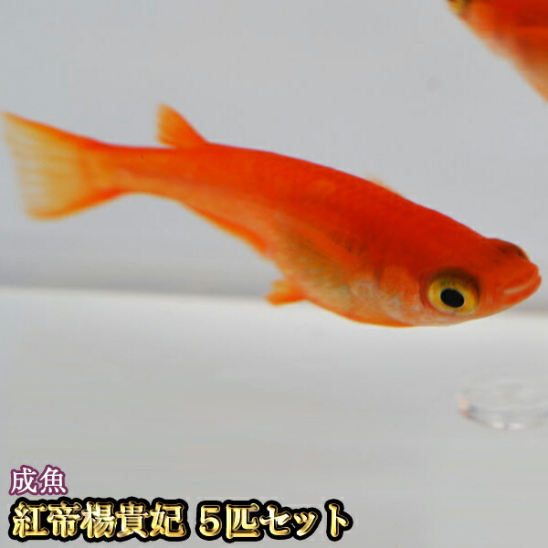 【まる美】 最強！数量限定！ 雲州三色×三色ラメ めだか！この３匹から出来た子！安心のSSサイズ10匹！品評会出品予定親魚使用！ 最強三色ラメめだか最高峰の種親メダカから産まれた稚魚 10