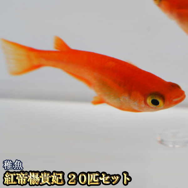 楽天市場】(めだか)楊貴妃メダカ/楊貴妃めだか （約2cm）（12