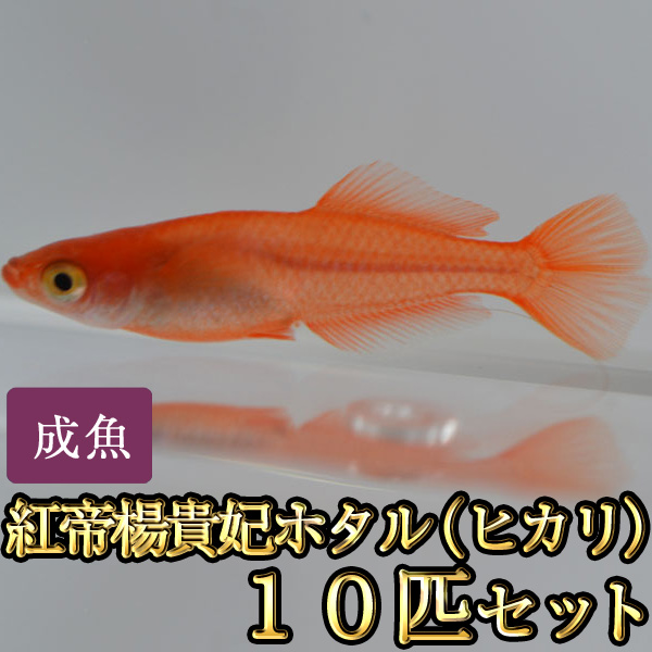 数量は多 本日の特価セール めだか メダカ 輝 プレゼント 金魚 ギフト アート 楊貴妃 即日出荷