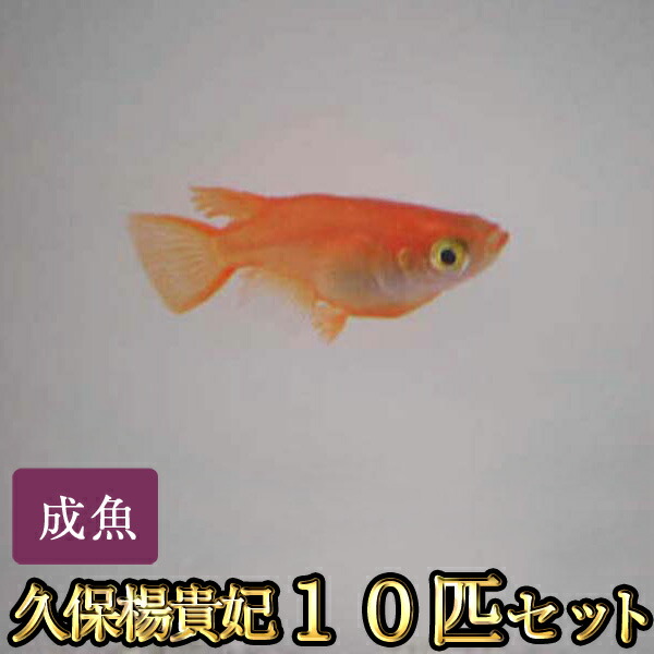 楽天市場 久保楊貴妃めだか 10匹セット 久保楊貴妃メダカ めだか物語楽天市場店