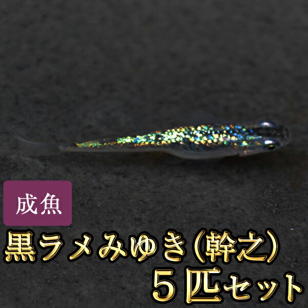 楽天市場 黒ラメみゆき 幹之 めだか 虹色ラメ 5匹セット 黒ラメみゆき 幹之 メダカ めだか物語楽天市場店