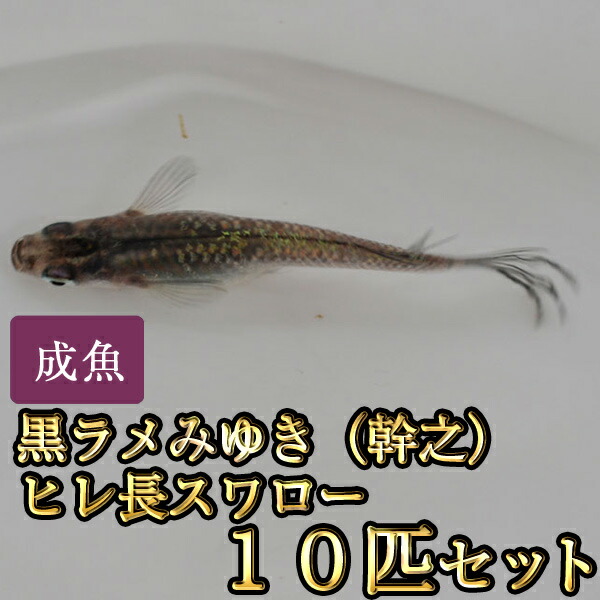 楽天市場 黒ラメみゆき 幹之 ヒレ長スワローめだか 10匹セット 黒ラメみゆき 幹之 ヒレ長スワローメダカ めだか物語楽天市場店