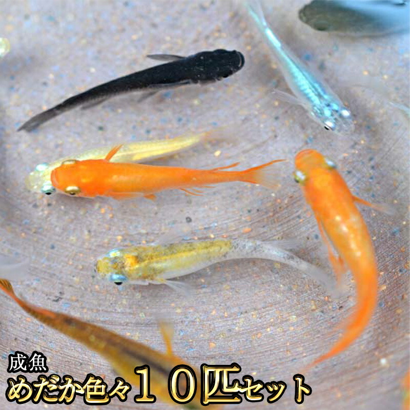 楽天市場 メダカミックス 匹 変わりめだかｍｉｘ メダカｍｉｘ ミックスメダカ エムワイshop アクア