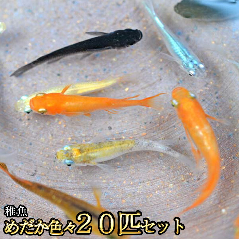 楽天市場 送料無料 めだか色々お楽しみ 稚魚 Ss Sサイズ 匹セット メダカ 沖縄は別途送料必要 めだか物語楽天市場店