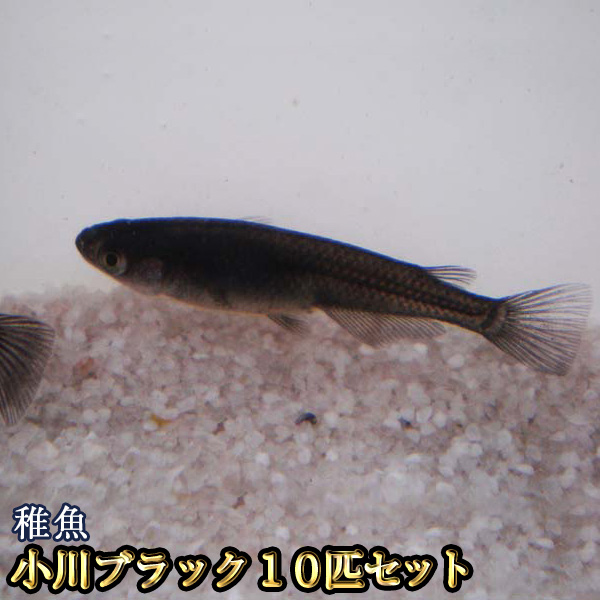 楽天市場 小川ブラックめだか 稚魚 Ss Sサイズ 10匹セット 小川ブラックメダカ めだか物語楽天市場店