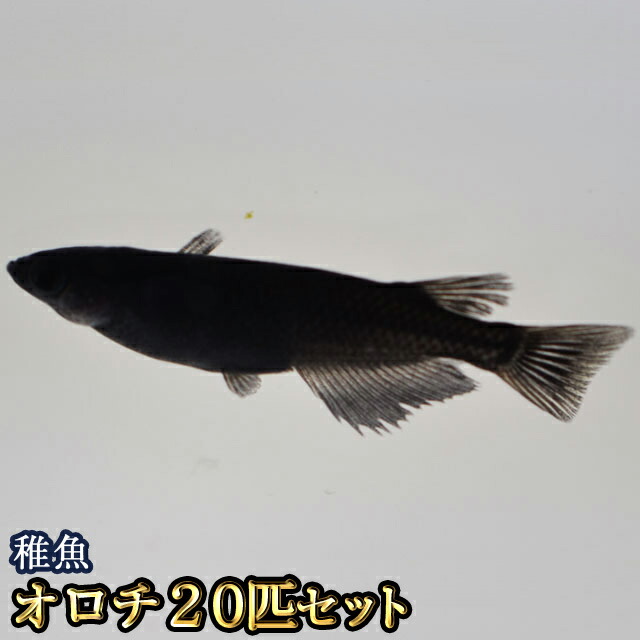 楽天市場 オロチめだか 稚魚 Ss Sサイズ 匹セット オロチメダカ めだか物語楽天市場店