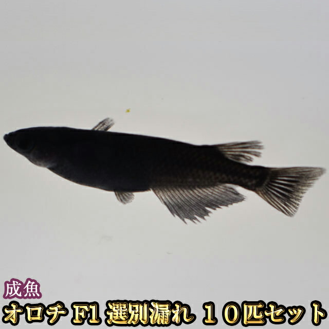 てつメダカ orotif1_10_01.jpg