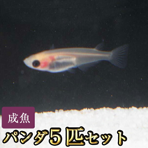 楽天市場 パンダめだか 5匹セット パンダメダカ めだか物語楽天市場店