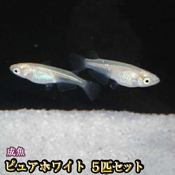 楽天市場 ピュアホワイトめだか 5匹セット ピュアホワイトメダカ めだか物語楽天市場店