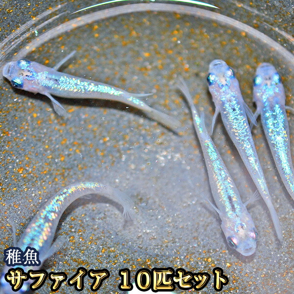 特選☆雲州三色錦（非透明鱗）めだか　稚魚１０匹＋α２匹の出品です メダカ　雲州三色めだか 稚魚10匹　⁄非透明鱗三色錦メダカ