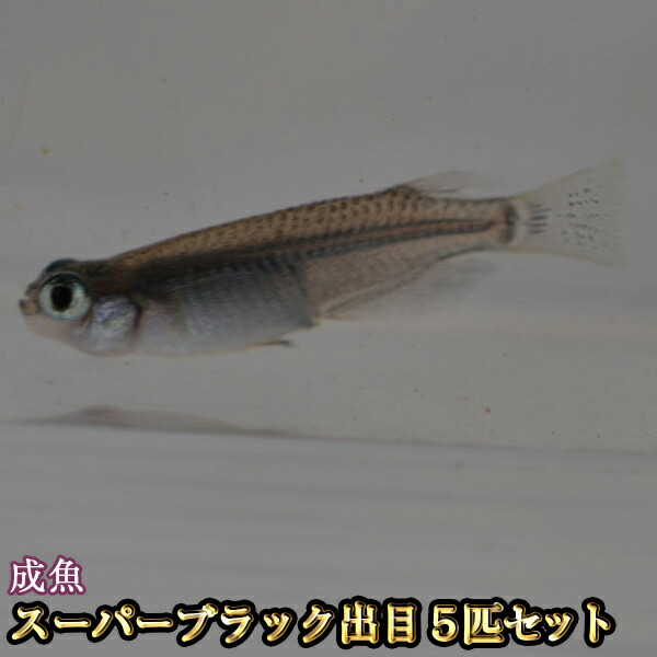 楽天市場 スーパーブラック出目めだか 5匹セット スーパーブラック出目メダカ めだか物語楽天市場店