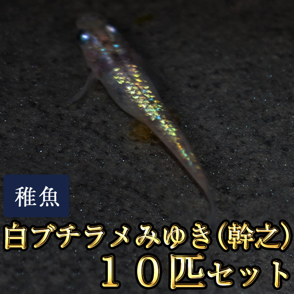 楽天市場 白ブチラメみゆき 幹之 めだか 虹色ラメ 未選別 稚魚 Ss Sサイズ 10匹セット 白ブチラメみゆき 幹之 メダカ めだか物語楽天市場店