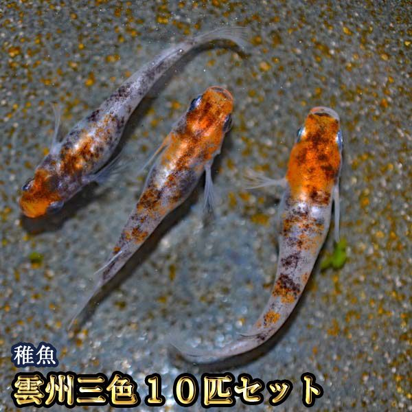 楽天市場 雲州三色めだか 未選別 稚魚 Ss Sサイズ 10匹セット 雲州三色メダカ めだか物語楽天市場店