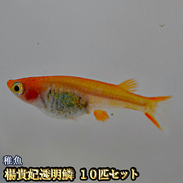 楽天市場 楊貴妃透明鱗めだか 未選別 稚魚 Ss Sサイズ 10匹セット 楊貴妃透明鱗メダカ めだか物語楽天市場店
