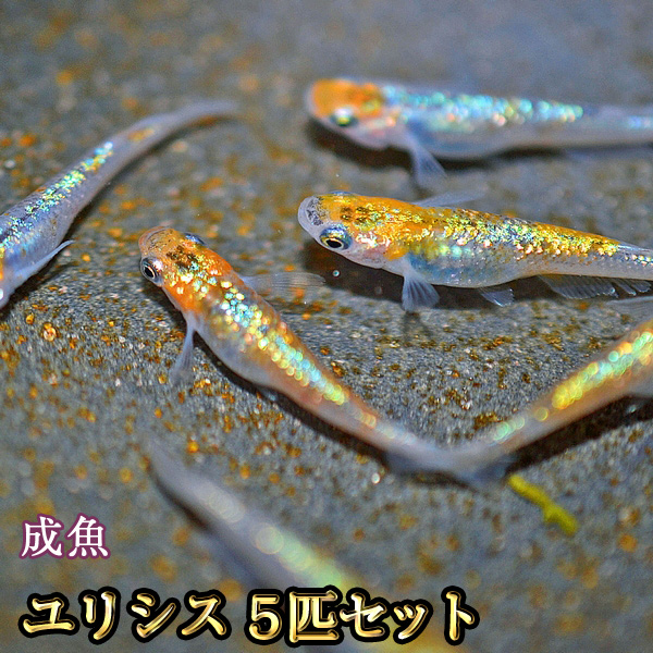 南斗めだか！あわび！５匹セット上物 - 魚類、水生生物