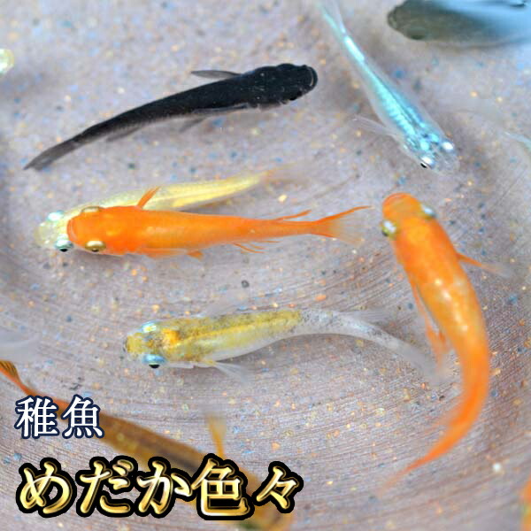 楽天市場】【送料無料】紅帝楊貴妃めだか 未選別 稚魚 SS〜Sサイズ 20 