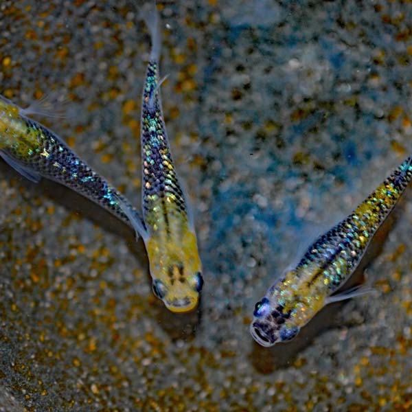 楽天市場 オーロラ黄ラメめだか 虹色ラメ 10匹セット オーロラ黄ラメメダカ めだか物語楽天市場店