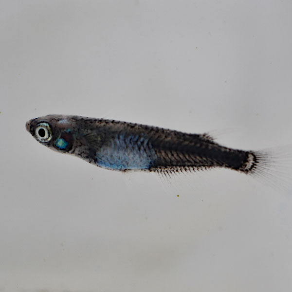 黒百式めだか 5匹セット 5匹セット 黒百式めだか 黒百式メダカ めだか物語店