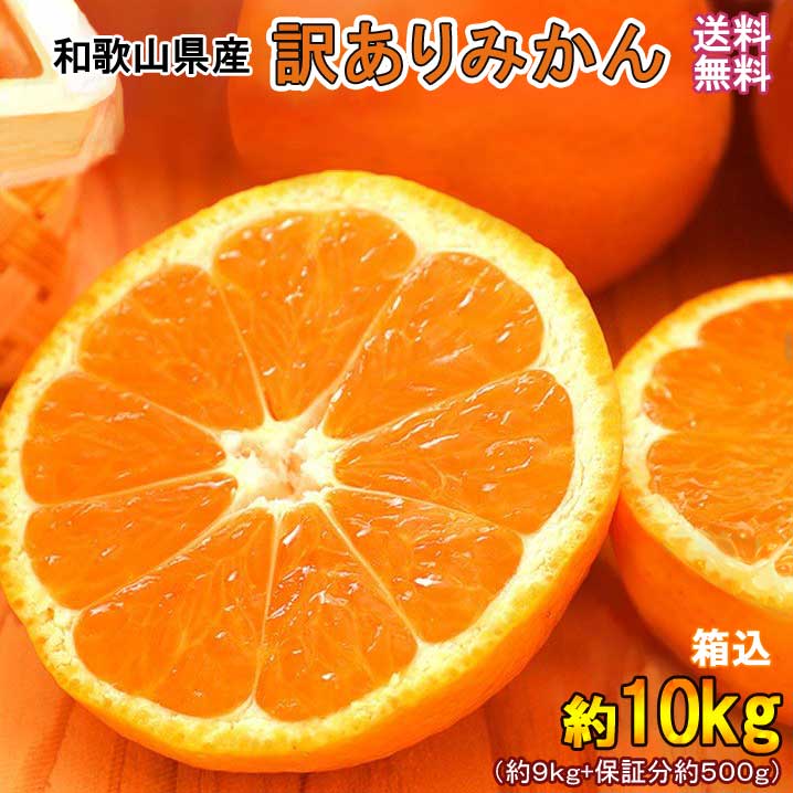 みかん 10kg（箱込約10kg）和歌山県産　訳あり・ご家庭用　送料無料（東北・北海道・沖縄県除く）【同梱不可・配達日指定不可】