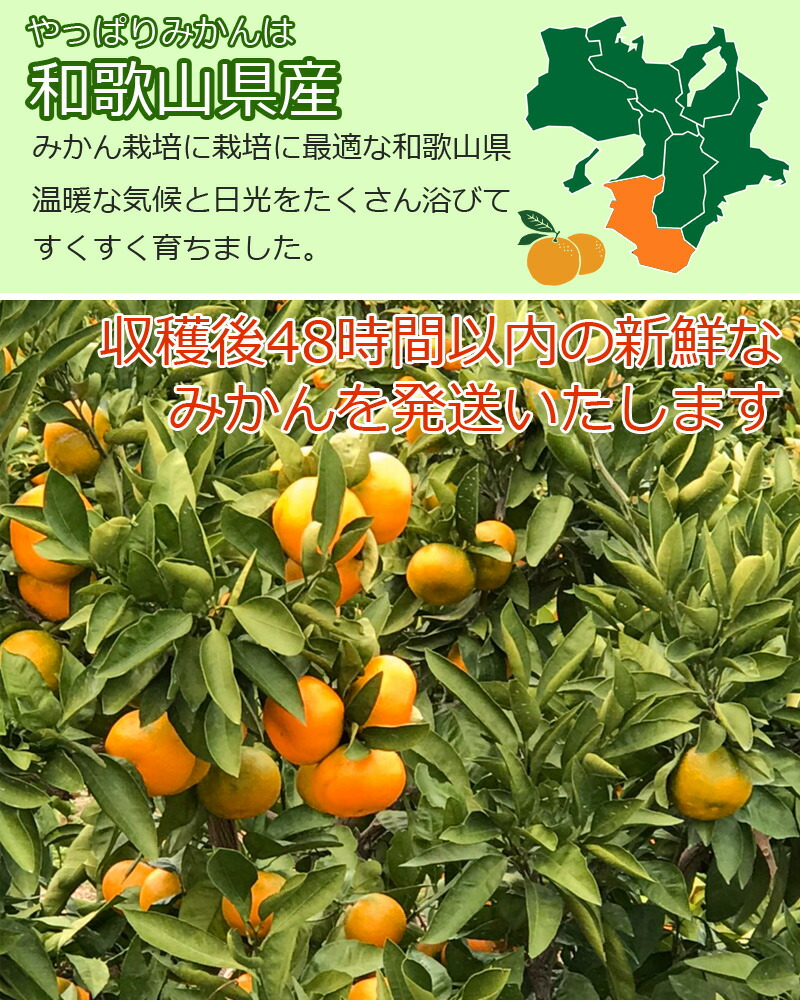 楽天市場 収穫後48時間以内に発送 みかん 10kg 箱込約10kg 和歌山県産 訳あり ご家庭用 送料無料 東北 北海道 沖縄県除く 同梱不可 配達日指定不可 めだか物語楽天市場店