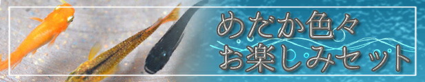 楽天市場】【送料無料】めだか色々お楽しみ20匹セット / メダカ （※沖縄は別途送料必要） : めだか物語楽天市場店