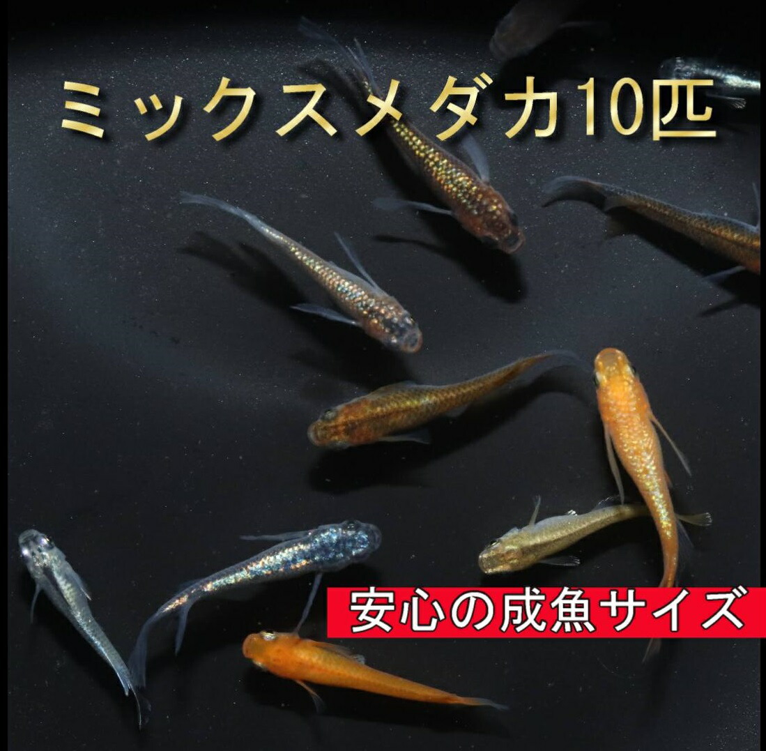 めだかページ ホログラム メダカ めだか （Mサイズ） 2ペア / メダカ販売