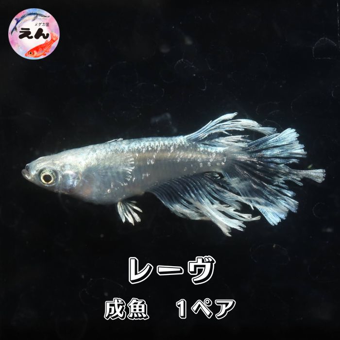 楽天市場】レーヴ1ペア 成魚 メダカ 改良メダカ 鑑賞魚 ロングフィン