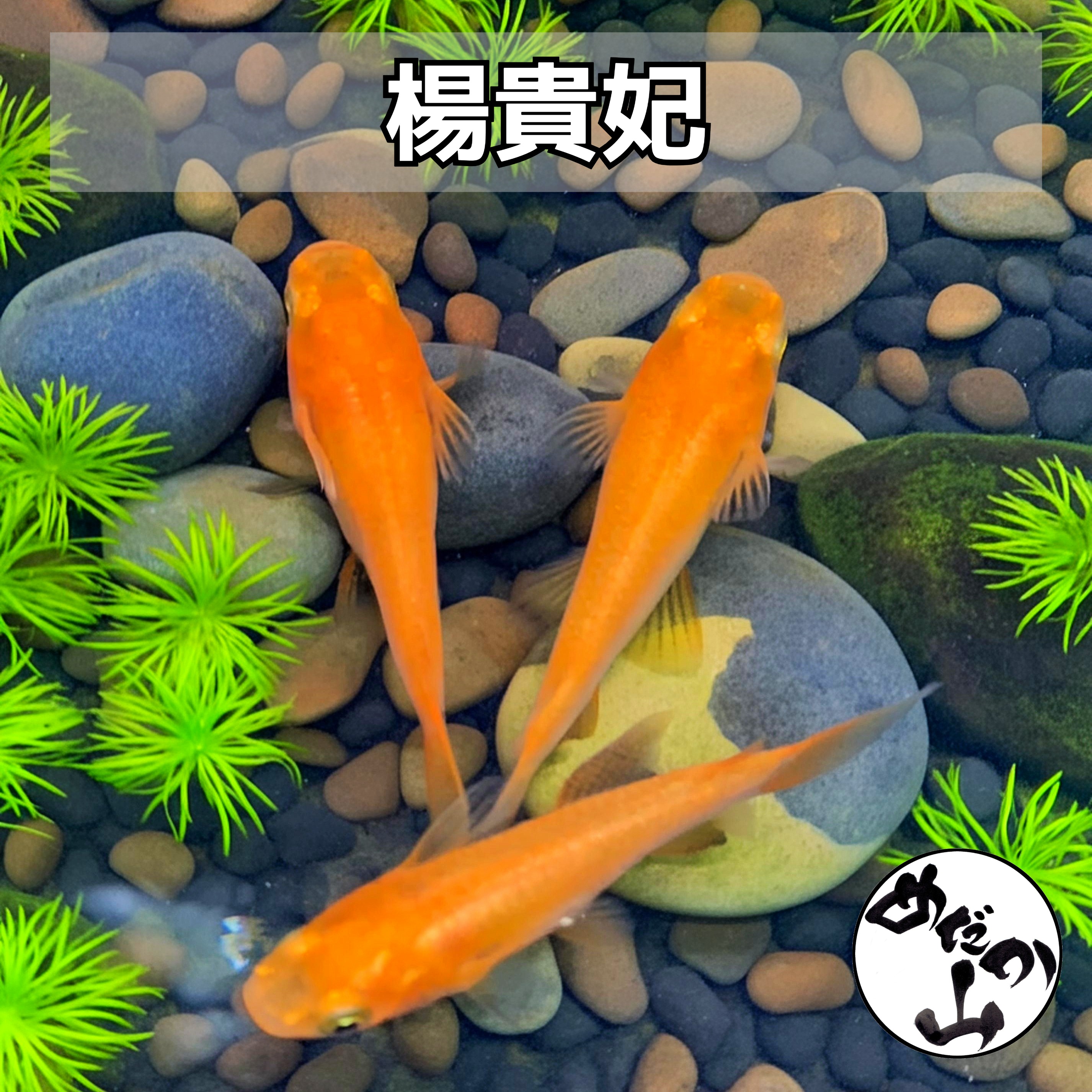 【楊貴妃メダカ 半だるま】 楊貴妃 メダカ メダカ売りわたす 毛の荒物 楊貴妃メダカ成魚 稚魚 書き割り めだか メダカ  雄 刃針 赤いこと楊貴妃メダカめだか 赤いことメダカ 赤いこと楊貴妃 赤いこと 成魚 赤 楊貴妃メダカ有りの実 赤いことが好いたらしいな楊貴妃メダカ 淡水魚 褒めたたえる魚 売りわたす 専門職店 めだか山