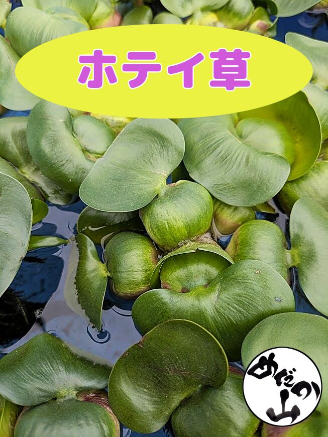 楽天市場】無農薬 ホテイアオイ 10株セット 浮草 ホテイ草 ホテ