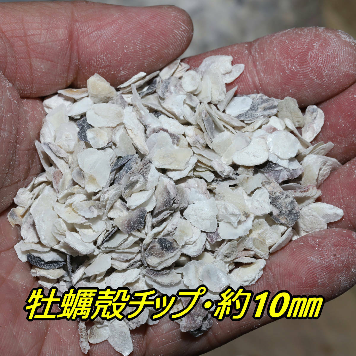 牡蠣殻チップ10kg メダカ 水質 アルカリ性 金魚 幹之 楊貴妃 熱帯魚 観賞魚 水槽 ろ材 人気no 1 本体