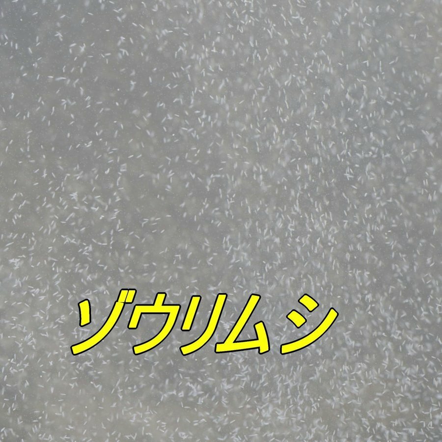 魅了 ゾウリムシ入り水 500ｍｌ メダカ 活餌 稚魚 幹之 楊貴妃 初心者 猫飯 Toyama Nozai Co Jp