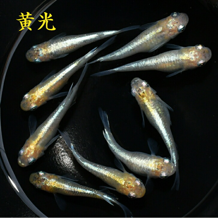 超可爱の 黄色 体外光 幹之 黄光 10匹 楊貴妃 おうこう メダカ メダカの稚魚 熱帯魚・アクアリウム