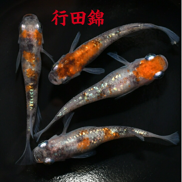 行田錦 ぎょうだにしき メダカの稚魚 10匹 メダカ 三色 幹之 楊貴妃 ラメ 最大45%OFFクーポン