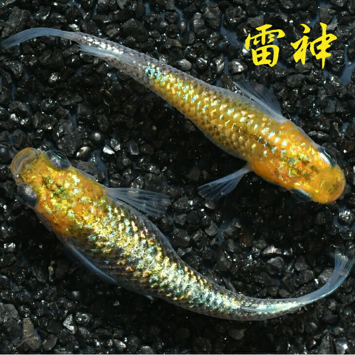 格安店 雷神 らいじん メダカの稚魚 10匹 メダカ ラメ 幹之 楊貴妃 人気 猫飯 メダカ女子 qdtek.vn