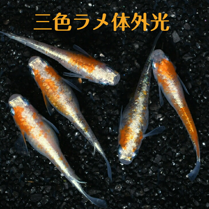 【pikapika】 　三色体外光　メス２オス1　ち-2