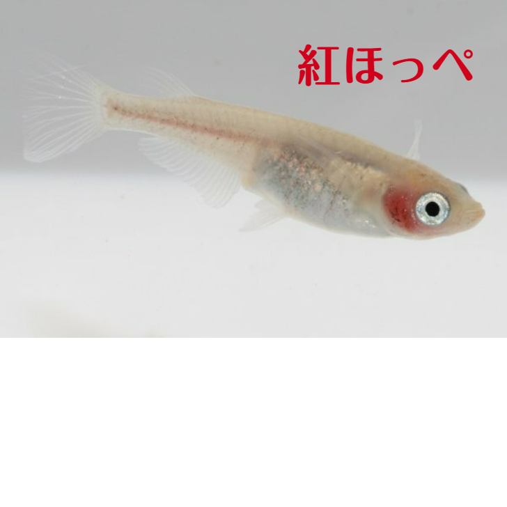 紅ほっぺ べにほっぺ メダカの稚魚 10匹 メダカ 幹之 楊貴妃 猫飯 交換無料