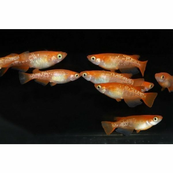 紅帝ラメ こうていらめ メダカの稚魚 10匹