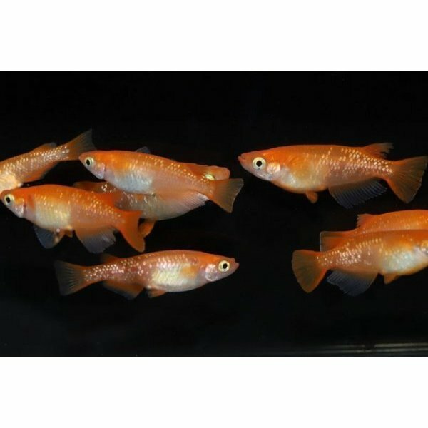 紅帝ラメ こうていらめ メダカの稚魚 10匹