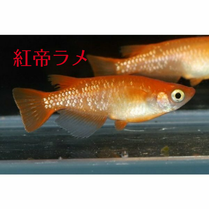 紅帝ラメ こうていらめ メダカの稚魚 10匹