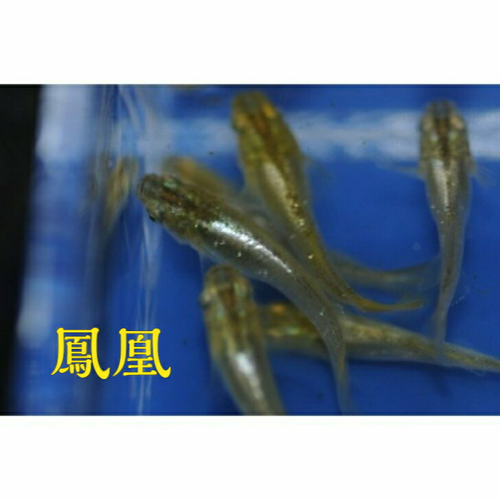 鳳凰(ほうおう)メダカの稚魚・10匹 メダカ 幹之 楊貴妃 猫飯