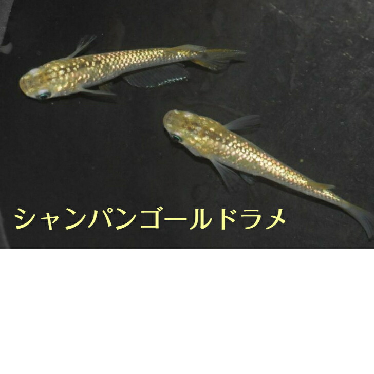 楽天市場】黒豆（くろまめ）メダカの稚魚・10匹 メダカ 幹之 楊貴妃 猫飯 : めだか屋 猫飯 楽天市場店